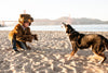 Griz Coat's brown bear coat messing with a dog